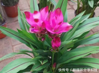  盆土|盆土里种块“姜”，7天发芽，30天后长出“大荷花”，太漂亮了