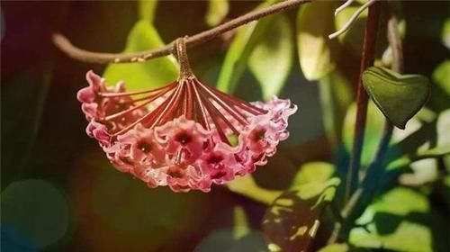  【花期】它是球兰，花期长，颜值高，价值珍贵，请保护