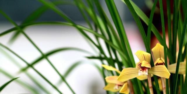  「黄叶和黑斑」兰花夏天黄叶还有黑斑？7个原因，对症下药