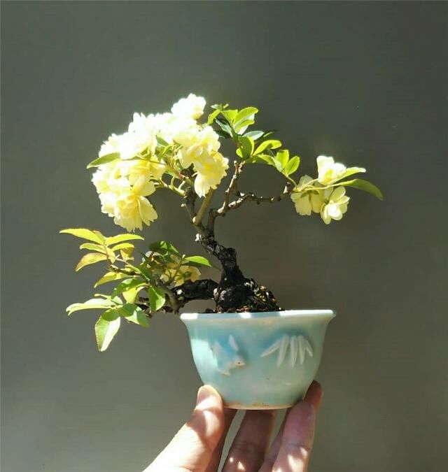  开花■掌上开花，真好看！