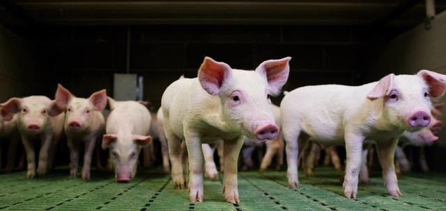  【生态】林鸡鸭猪鱼五位一体立体生态高效养殖（实用）
