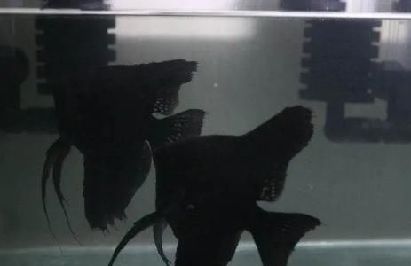  『鱼缸』如何应对鱼缸里的黑白双煞，只有黑白颜色的观赏鱼最爱患病吗？