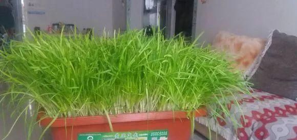  蔬菜：这4种菜在家就能种，不晒太阳也能长好，厨房最适合