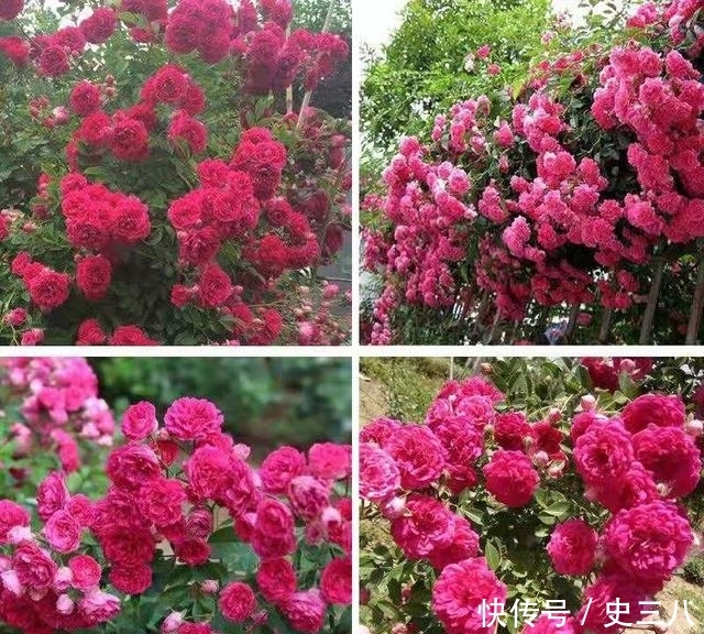 被誉为“香水之花”，花期210天，插土即活，花色不输牡丹