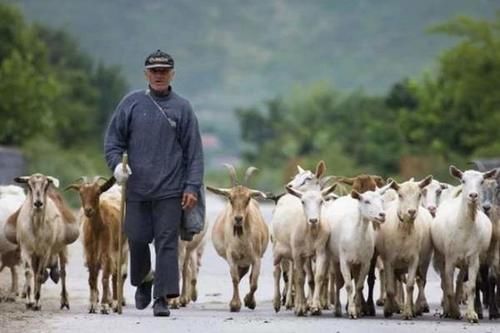  解决■一个困扰美俄的问题，中国放了几千只羊，世界性难题就这