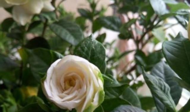  黄叶：栀子花黄叶、掉蕾，开花数量变少，学会这几招，繁花似锦没问题