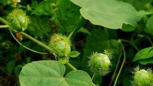  #清肺#农村一植物，人称“龙珠果”，能清肺能止咳，野外遇见，请勿错过