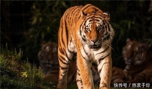 轻松@古代传说猛兽“彪”究竟是何物?能轻松打败老虎,我国现仅存3只