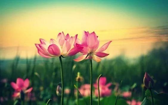  【花中】中国10大名花，哪个是你的最爱？