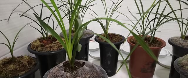  【炭疽病】兰花春季养护管理重点,学到就是赚到,新手不容错过