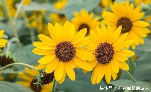  古典：古典诗词：感人至深五种情