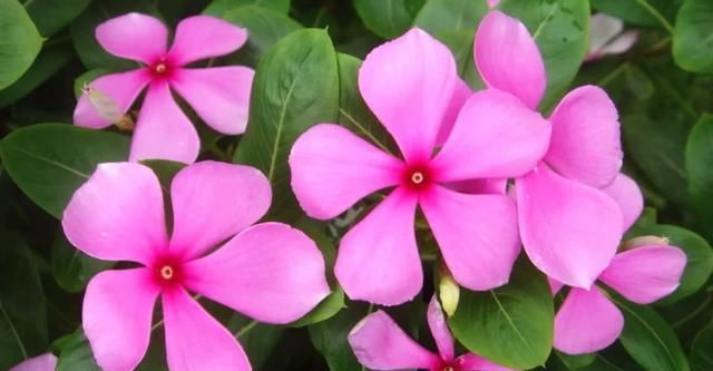  「开花」阳台养花就养盆“开花机器”，开花量大很好养，养出花园很简单