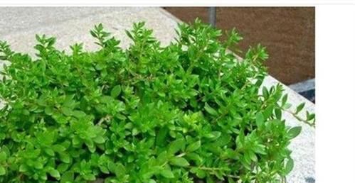 『杂草』这种植物被当作杂草处理,花店老板拔出30棵,一盆卖10元!