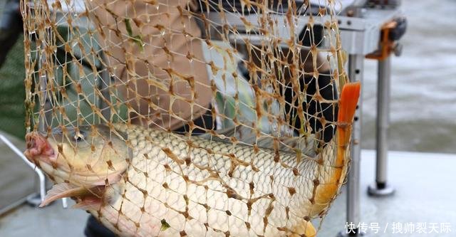 『条件』它在生活中很常见,用来钓鱼效果绝佳,但这些外在条件缺一不可!