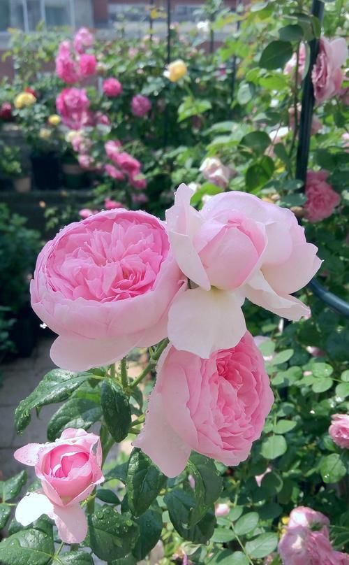  芳香■这种花，香艳脱俗，芳香四溢，花期长达200天，比玫瑰强多了！
