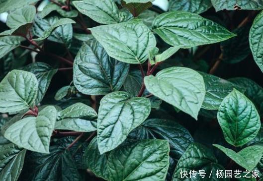 不妨@厨房做饭油烟重?不妨养上4种植物,吸掉油烟,让你爱上做饭!