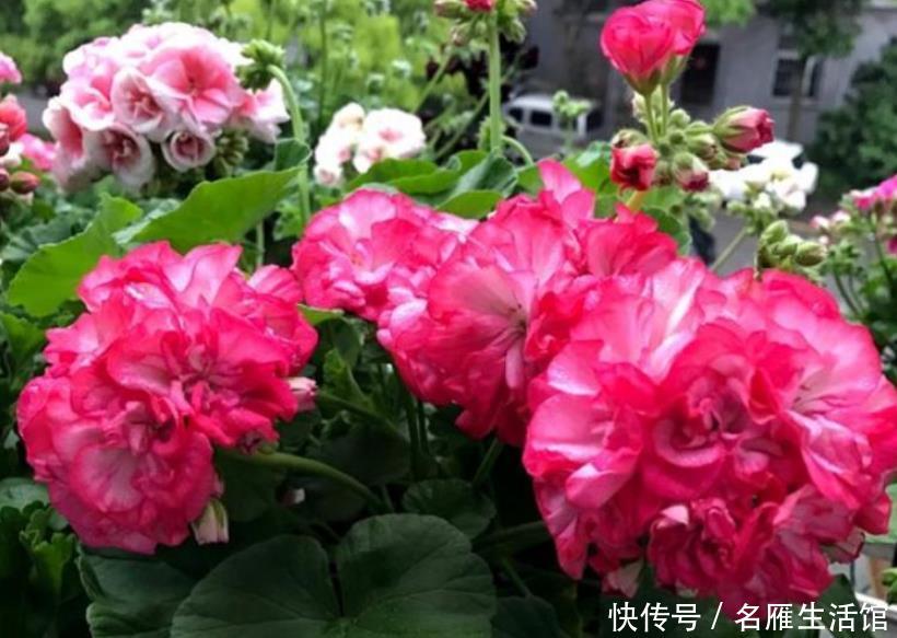 【就可以】4种花“随手”掐根枝,插土里就活,7天生根,立夏花开爆满盆!