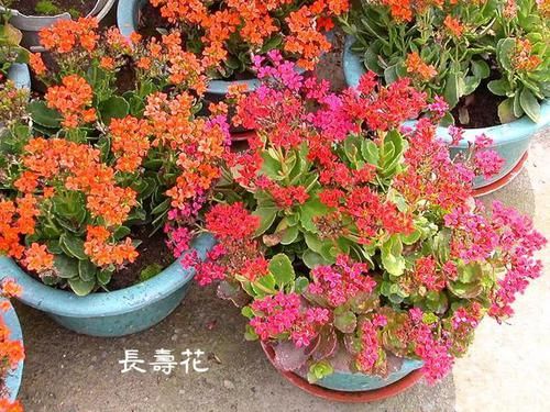  『阳光充足』长寿花喜温暖、湿润和阳光充足的环境，花色浓艳丰富，花色品种多