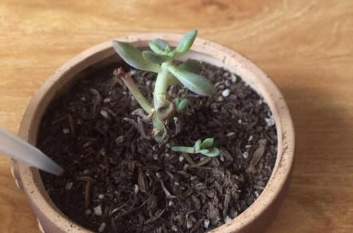  不好■多肉总是化水烂根总是养不好，只是你不会浇水，才造成这样的情况