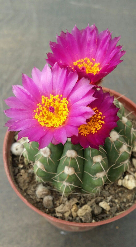 「盆栽」仙人球里的“仙子”,花朵超美,开花勤快,种植容易,是盆栽佳品