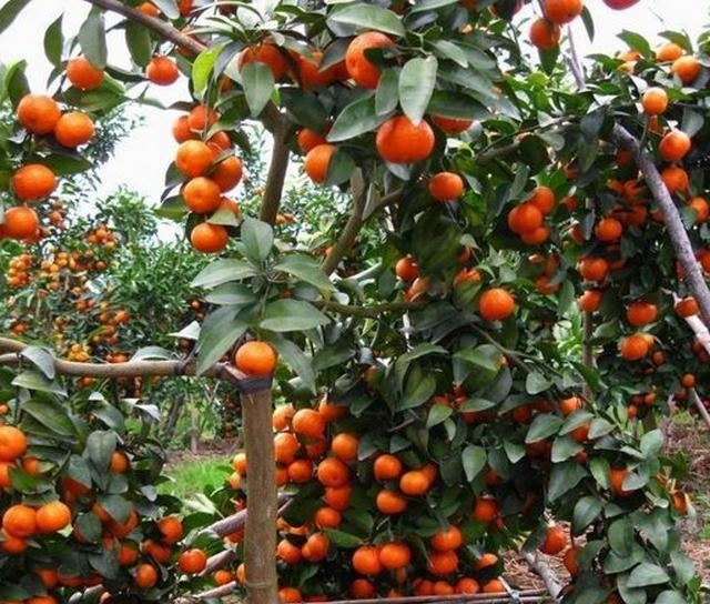 八种开花香气扑鼻的花卉，建议有庭院的朋友定要种上，芳香怡人啊