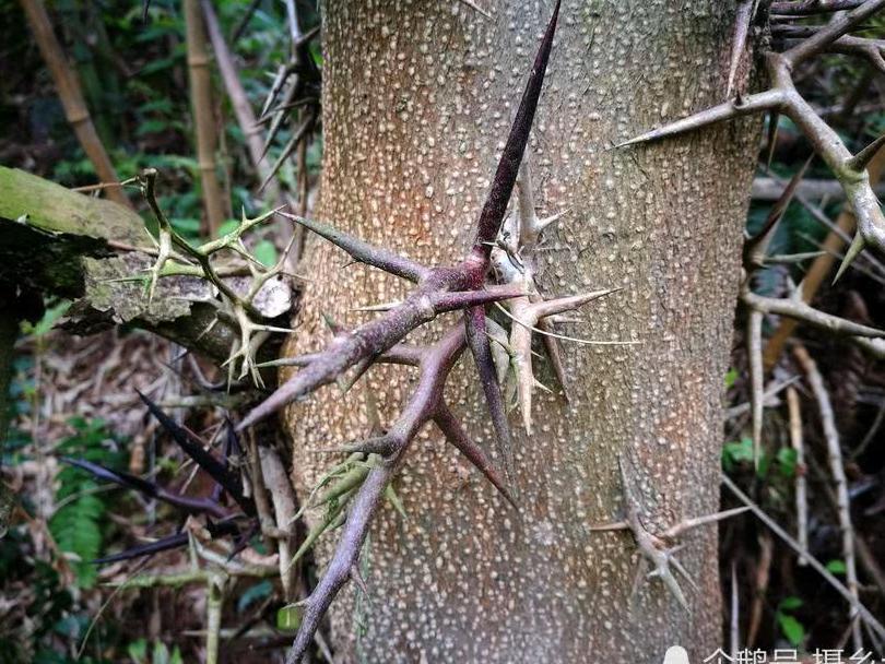 乡村一种树上生长的刺，却是一味中药材，您可认识