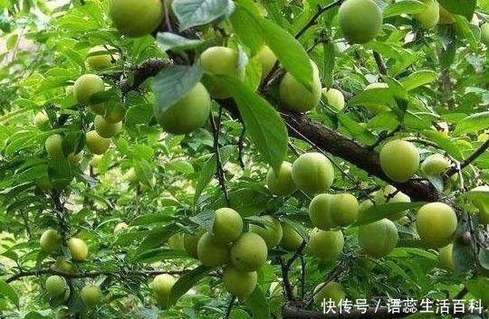  「李子树」农村常见的果子，掉一地没人稀罕，城里人想买却心疼