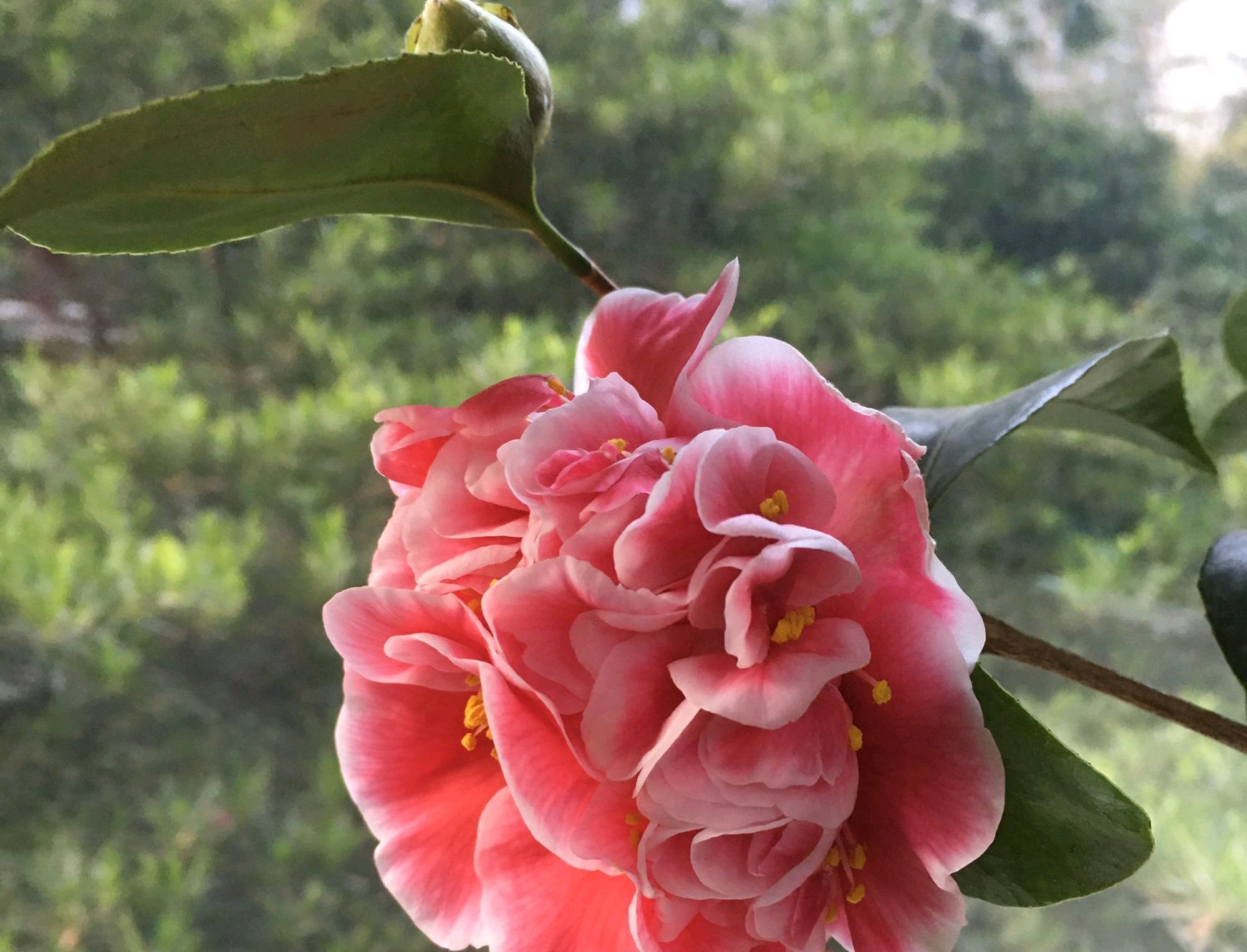  缺水@地栽茶花的叶片发黄变卷，居然是脱水干死，原因在根部，还能救吗