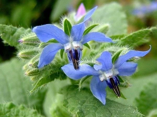  「琉璃」爱上“琉璃苣”女孩？原来真的有这植物，模样果真清纯动人