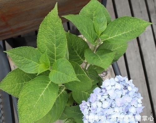 「花叶络石」农村遇到此“瑰宝级”植物,快挖回家摆起来!家人身体越变越棒