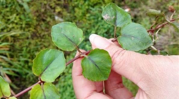  『路边』这不起眼的路边“野草”，种进花盆漂亮又好养，还是治结石的良药