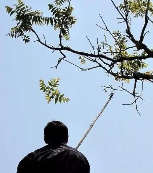  槐树@北京人的生活，一年四季都离不开树！