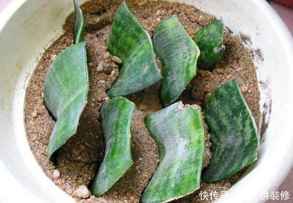 长寿花@3种花,插土里就能活,3天生根,一个月轻松爆盆!