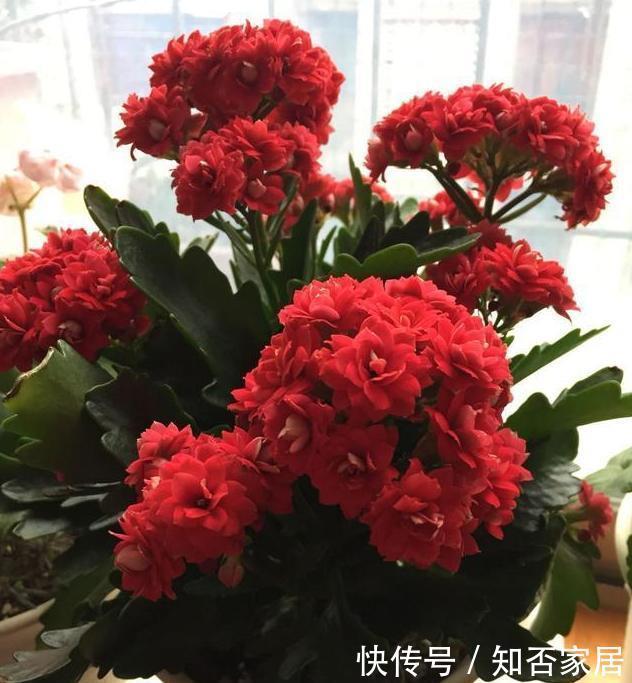  长寿花|这4种“花”，聪明人都不买，掐个枝，插土就能活，不花一分钱！