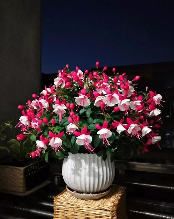  『灯笼』倒挂金钟四季常绿，花朵颜色艳丽，开花像灯笼，赶紧养一盆