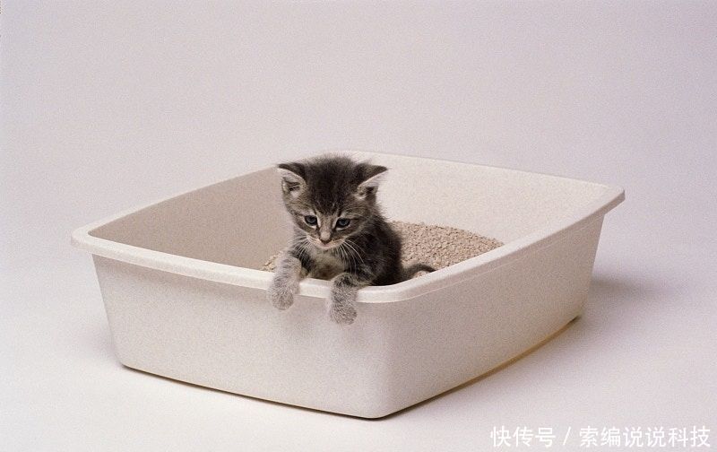 这是什么猫什么猫