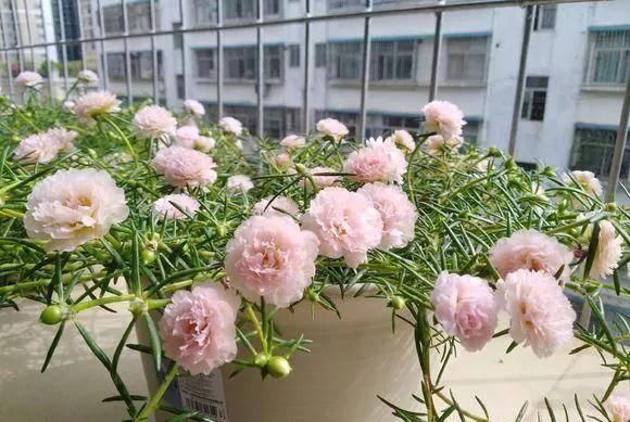  [植物]吊兰的植物美学：这几款美美的吊兰，你最爱哪一款？