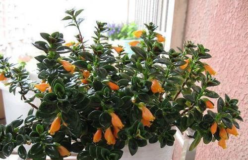  「盆栽」此种盆栽，花叶俱美，一年开花300多天，上面爬满'小金鱼'