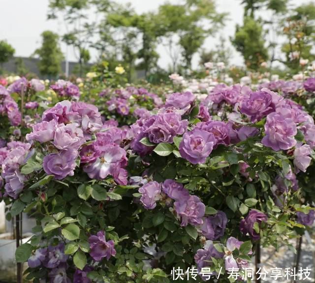 「品种」梦幻悠长,无法抗拒,月季的那抹蓝紫色美得清凉又高级!