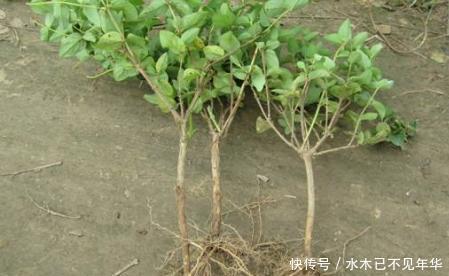 夏季|夏季摘1个枝,丢盆里,来年花开满阳台,成枝肥叶壮有价值的盆景