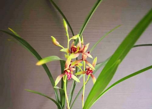 『叶芽』后陇兰花苗的花芽和叶芽一起冒?作为负责人的男人,还是选择保大