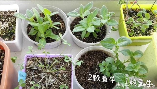 『爆花』开败的矮牵牛,剃头15天又爆花,剪下来的枝条再扦插,1盆变100盆