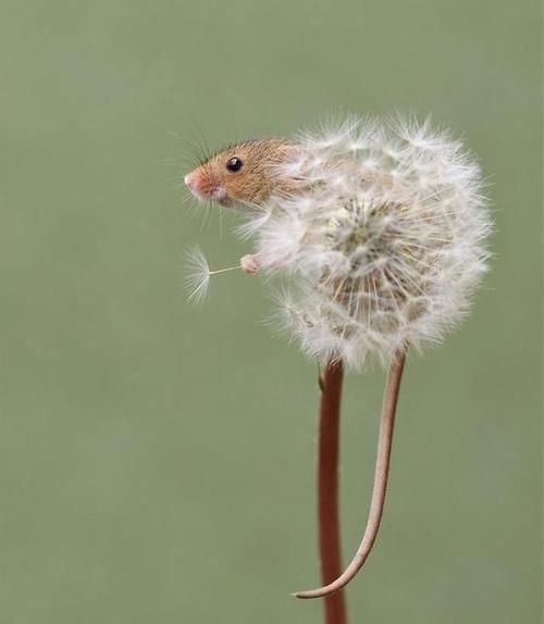 皮卡丘的既视感，摄影师拍摄小田鼠，治愈系满满