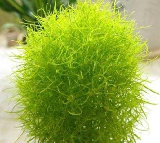 「油绿」有“3种植物”，长得像文竹，但比文竹更油绿，养在家里面美爆了