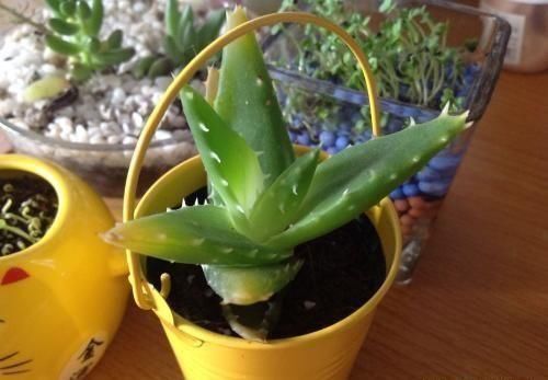  「平时」芦荟不会养？平时注意这“5个关键”，芦荟长得快、叶片翠绿