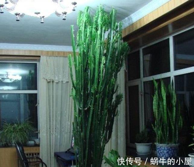  [家里]4种花养在家里，鲜艳明亮，丰富多彩，花型奇特美翻了
