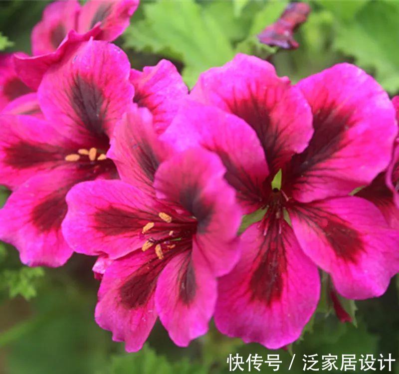 每种■110种天竺葵,每种都超美,看看你认识多少种?