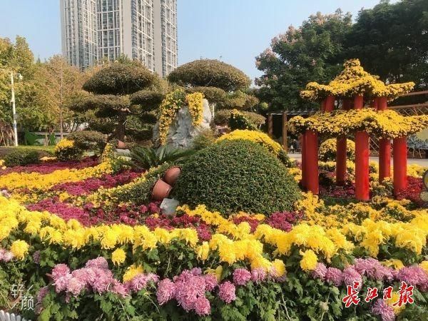 武汉南湖“赏菊模式”提前开启