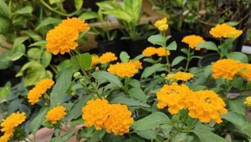  [选土]君子兰、绿萝长得好不好？全靠一盆土，选土换土都讲究！