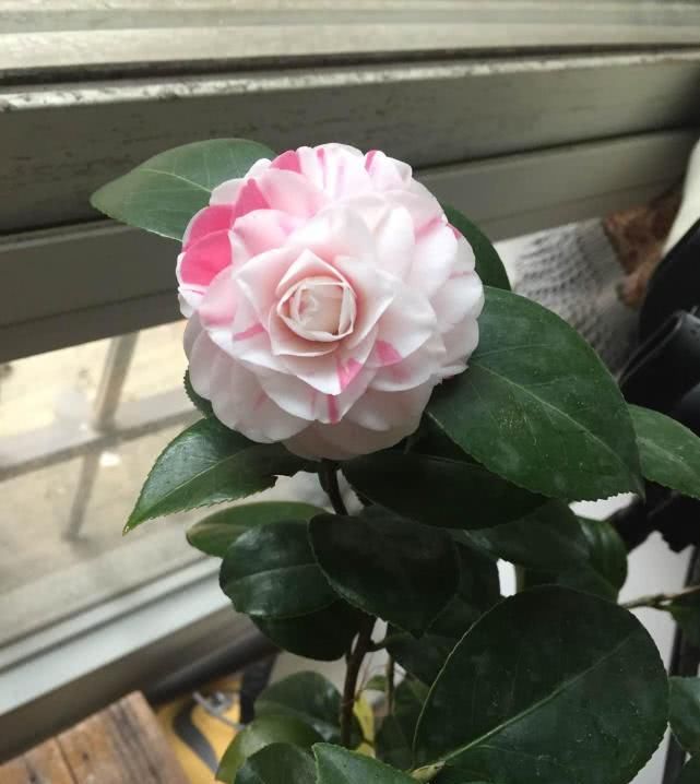  『中国』中国产的世界名花，颜值不输“花中之王”，种植简单易“养活”！